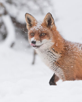 Red fox in the snowy world with freshly fallen snow. 
Photographed in the dunes of the Netherlands.