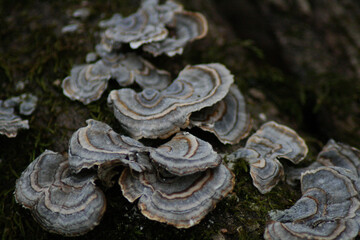 mushroom on a tree