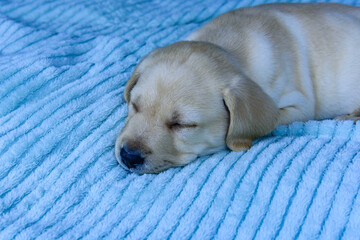 Young purebred puppy of labrador retriever sleeping on a bed