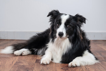 beautiful and young border collie dog lying dow at home