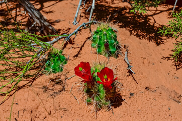 Flowering plants (Echinocereus sp.). Known commonly as the hedgehog cactus