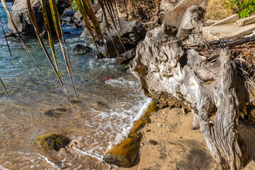 Saint Vincent and the Grenadines, driftwood on the beach