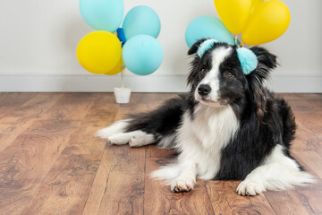 border collie dog lying on the floor with ballons at background