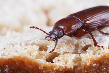 mehlkäfer, tenebrio molitor, nahaufnahme vom kopf, der käfer sitzt auf brot