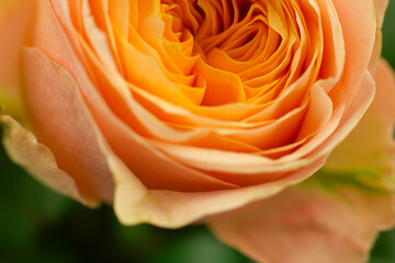 orange rose's bud background macro view petals close-up 