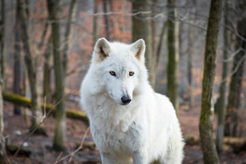 Arctic wolf