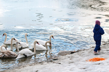 swans feed on the shore of the pond