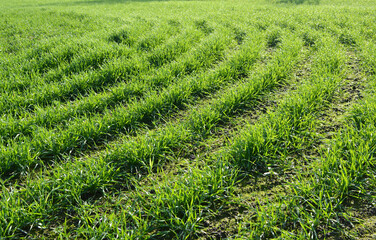 Winter wheat sowings