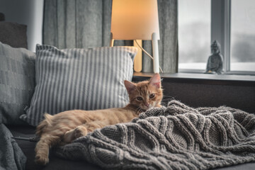 four month ginger kitten