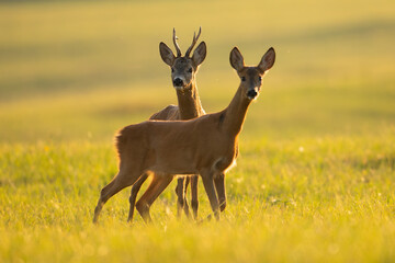 Naklejka na ściany i meble Two roe deer, capreolus capreolus, looking on sunny field in summer nature. Male and female animal standing on green meadow in sunlight. Couple of wild mammals standing close together.