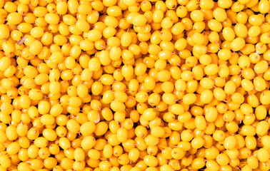 Frozen yellow buckthorn background.