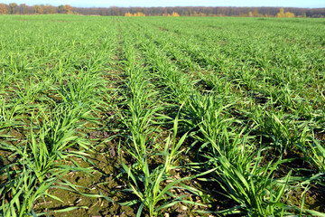 Obraz premium Winter wheat sowings