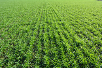 Winter wheat sowings