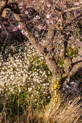Almond blossom flowers