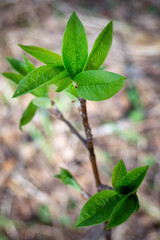 Twig of Prunus padus with young green leaves on spring day. Selective focus, vertical view.