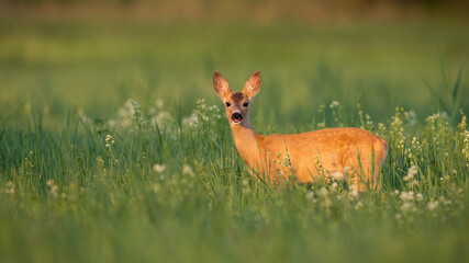 Roe deer, capreolus capreolus, looking from flowers and grass in summer sunlight. Female animal standing on meadow in sunshine. Wild mammal watching on pasture.