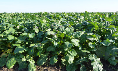 In the autumn field grows winter rape