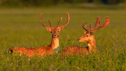 Obraz premium Two fallow deer, dama dama, standing on meadow in spring sunset. Pair of mammals with growing veltvet antlers looking in flowers in sunlight. Spotted animals watching on field in golden hour.
