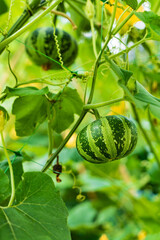 small decorative pumpkins in garden