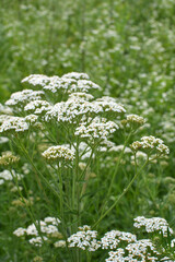 Yarrow (Achillea) blooms naturally in the grass