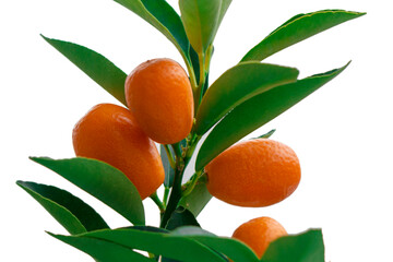 Fresh kumquat fruits on the tree