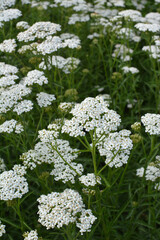 Yarrow (Achillea) blooms naturally in the grass