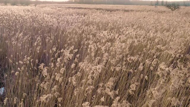 Fliegen &uuml;ber Schilf, Feld, 