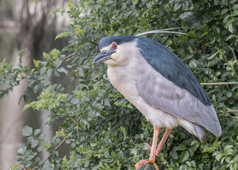 Fototapeta premium Black-crowened night heron. Birds in the wildlife. Portrain