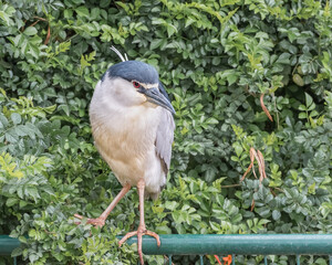 Black-crowened night heron. Birds in the wildlife