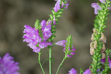 Obraz premium Physostegia virginiana, Obedient Plant with small pink flowers and buds and green leaves, macro of Amazing Dainty or False Dragonhead, selective focus, natural background