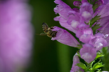 Bee on Physostegia virginiana, Obedient Plant with small pink flowers and buds and green leaves and insect, macro of Amazing Dainty or False Dragonhead, selective focus, natural background