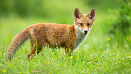 Red fox, vulpes vulpes, cub looking to the camera on sunny meadow in summer. Young mammal standing...