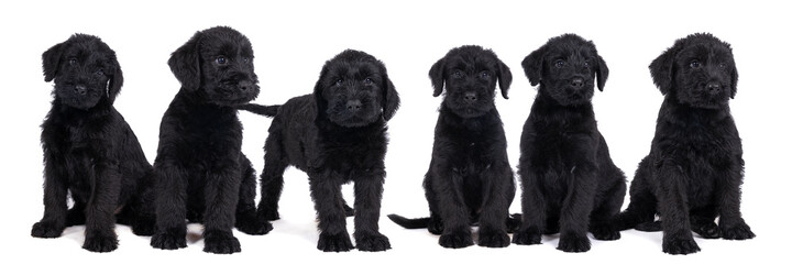 A litter of cute Giant Schnauzer puppies sitting and standing isolated on a white background