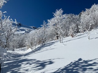 snow covered trees Ghisoni Corsica France station ski