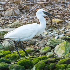 Little Egret eating an eel at the mouth of a river.