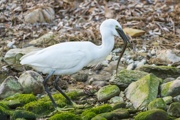 Little Egret eating an eel at the mouth of a river.