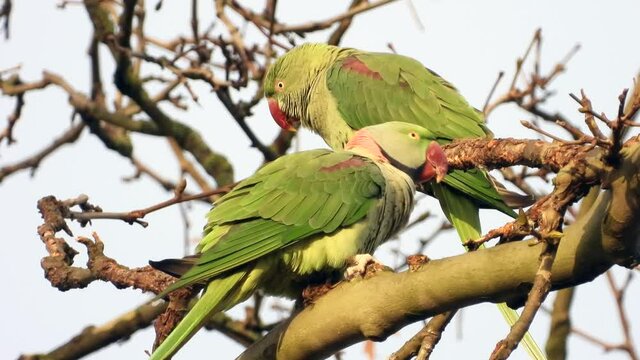 Gro&szlig;er Alexandersittich (Psittacula eupatria) in Wiesbaden im Schlosspark Biebrich