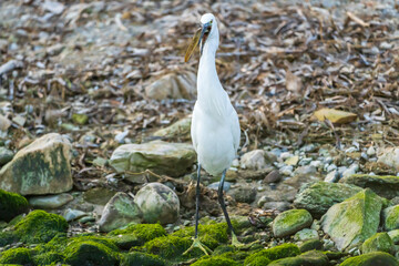 Little Egret eating an eel at the mouth of a river.