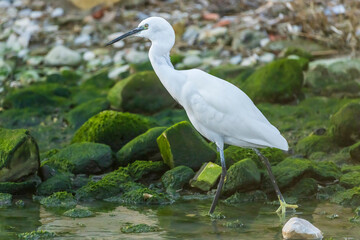 Little Egret at the mouth of a river in the town of Vila Joiosa.