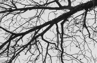 Creepy looking branches