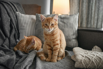 four month ginger kittens