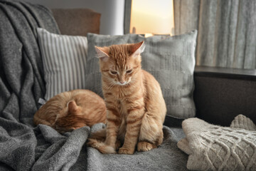 four month ginger kittens