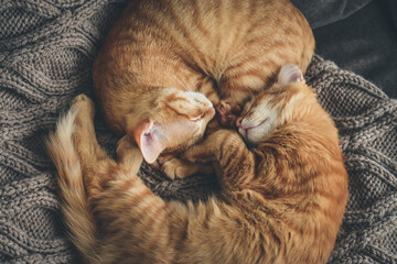 four month ginger kittens