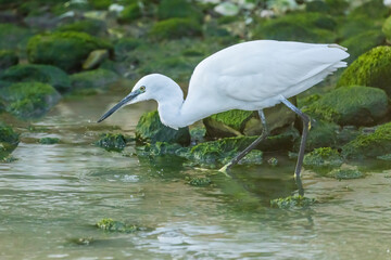 Little Egret at the mouth of a river in the town of Vila Joiosa.