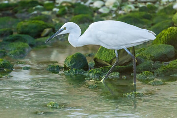 Little Egret at the mouth of a river in the town of Vila Joiosa.