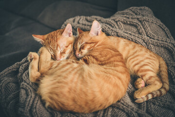 four month ginger kittens