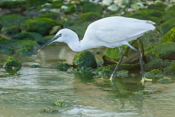 Little Egret at the mouth of a river in the town of Vila Joiosa.