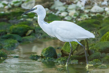 Little Egret at the mouth of a river in the town of Vila Joiosa.