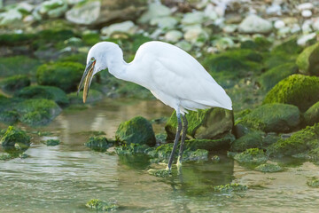 Little Egret eating an eel at the mouth of a river.