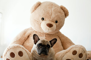 French Bulldog sitting on the bed with a giant Teddy Bear